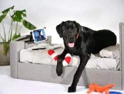 Pup-Vision Upholstered TV Bed -Bedding Specialty Store sdp4714 0490 1 dognew